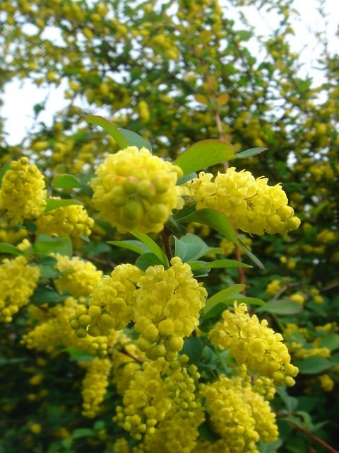 Berberis nummularia